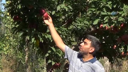 Iğdır'da Elma Dalında Kaldı