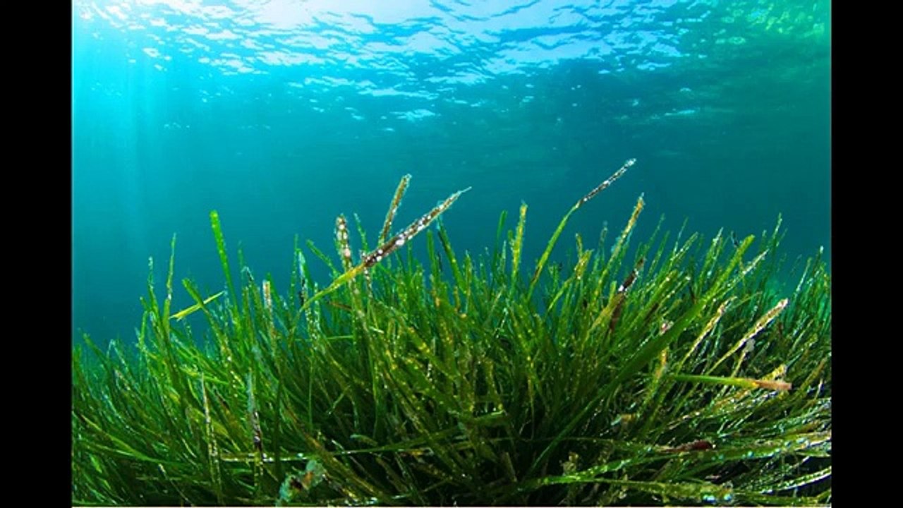 Полезная водоросль спирулина во всех ее проявлениях