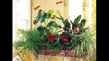 ТОП комнатных растений для жизни в гармонии с человеком