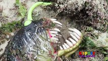 ANGLER FISH ATTACKS GIRL ON BEACH Angler Fish Toys GIRL FIGHTS OFF ANGLERFISH ATTACK, Toy Freaks