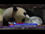 Musim Panas Petugas Siapkan Balok Es untuk Panda - NET12