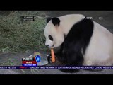 Petugas Kebun Binatang di China Sediakan Buah & Sayuran Segar Untuk Hewan Satwa - NET24