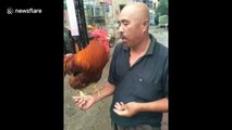 Chinese man feeds pet rooster by mouth