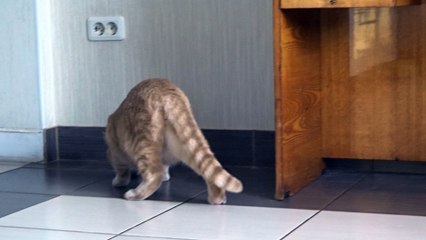 Кот Абрикос играет