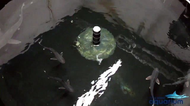 Il hébergeait des requins dans son sous-sol