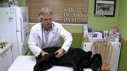 Et guérir la diarrhée chiens vite rapide domicile maison humains naturel remédier grand-mère