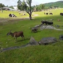 Kuşları Kovalayan Yavru Filin Düşünce Annesine Koşması