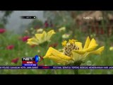 Coban Bidadari yang Viral di Media Sosial - NET5