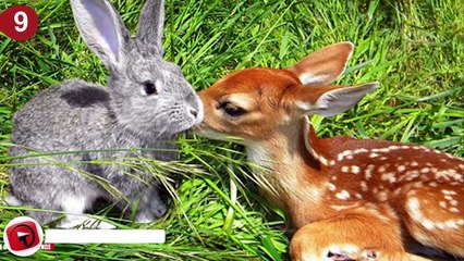 Animal Friendships You Wont Believe