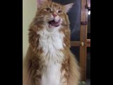 This Cat Is a Pawfessional at Getting Food