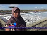 Garam Langka, Hasil Panen Garam Berkualitas Rendah - Net 12