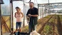 Yavru Köpeği Çuvala Koyup Üzerini Meyve Kasasıyla Kapatıp Ölüme Terk Ettiler