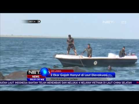 2 Ekor Gajah Hanyut di Laut Dievakuasi - NET24