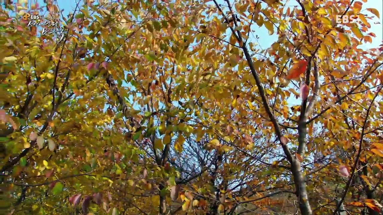 EBS 다큐프라임 - Docuprime_'생명의 전략 번식' 3부- 살아남은 것들의 도전_#002