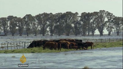 Argentina's flooding crisis affects ranching community