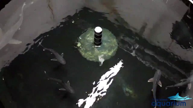 Ce new-yorkais hébergeait des requins dans son sous-sol