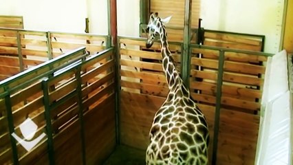 A Giraffe Love Story leads to Baby Giraffe Birth - So Cute !!!