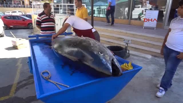 Edirne Saros Körfezi'nde Dev Granyöz Balıkçı Ağlarına Takıldı