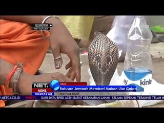 Festival Ular di India  - NET24