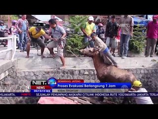 Kaget Suara Klakson Kuda Jatuh ke Parit - NET24