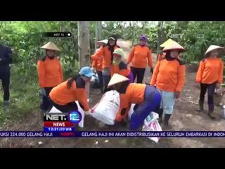 Panen Raya Kopi - NET12