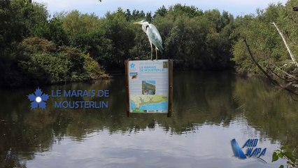 Les marais de Mousterlin