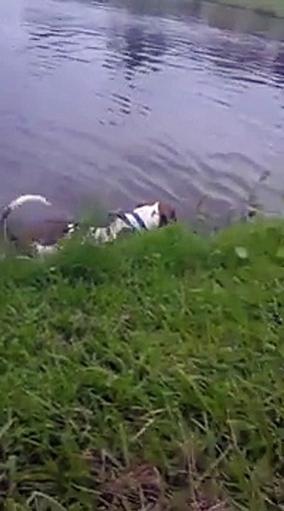 Un chien se baigne dans un étang et se fait surprendre par…