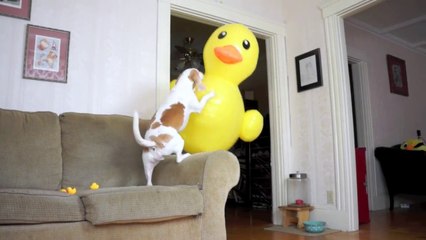 Download Video: Ce chien est surpris par cette énorme bouée Canard !!