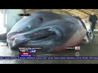 Populasi Megamouth Kian Langka - NET5