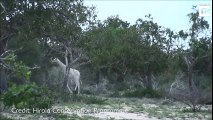 Des rarissimes girafes blanches viennent d'être filmées pour la tout première fois