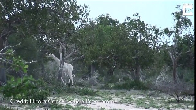 Des rarissimes girafes blanches viennent d'être filmées pour la tout première fois