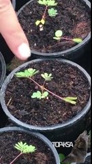 شجره غريبه شوف وش تسوي اذا لمسها