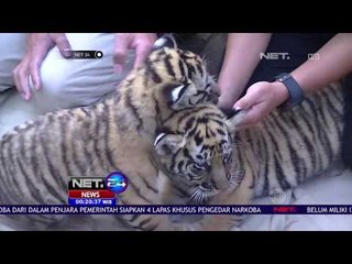 Bayi Harimau Akan Diberi Susu Formula - NET24