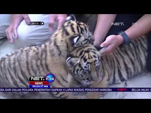 Bayi Harimau Akan Diberi Susu Formula - NET24
