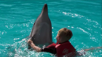 Children Swimming and  Playing with Dolphins Sharm el Sheikh Winter