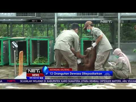 12 Orangutan Dewasa Dilepasliarkan - NET5