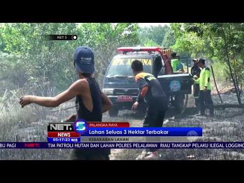 10 Orang Pelaku Ilegal Logging Diamankan Petugas - NET5