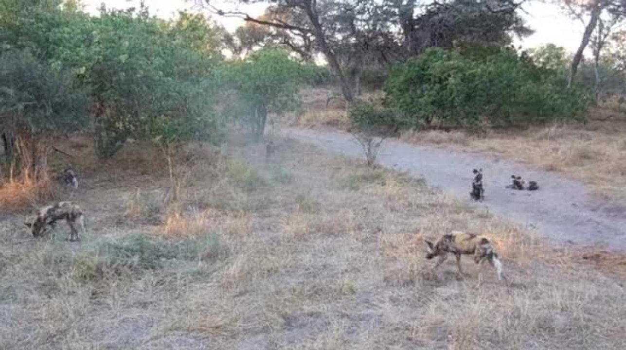 Les lycaons votent en éternuant