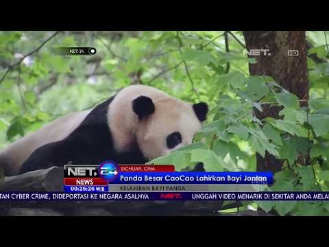 Panda Besar di Cina Melahirkan Bayi Kembar - NET24
