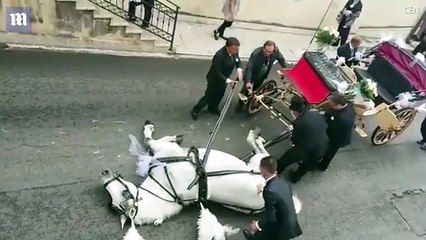 Horse in Sicili collapses with heat exhaustion