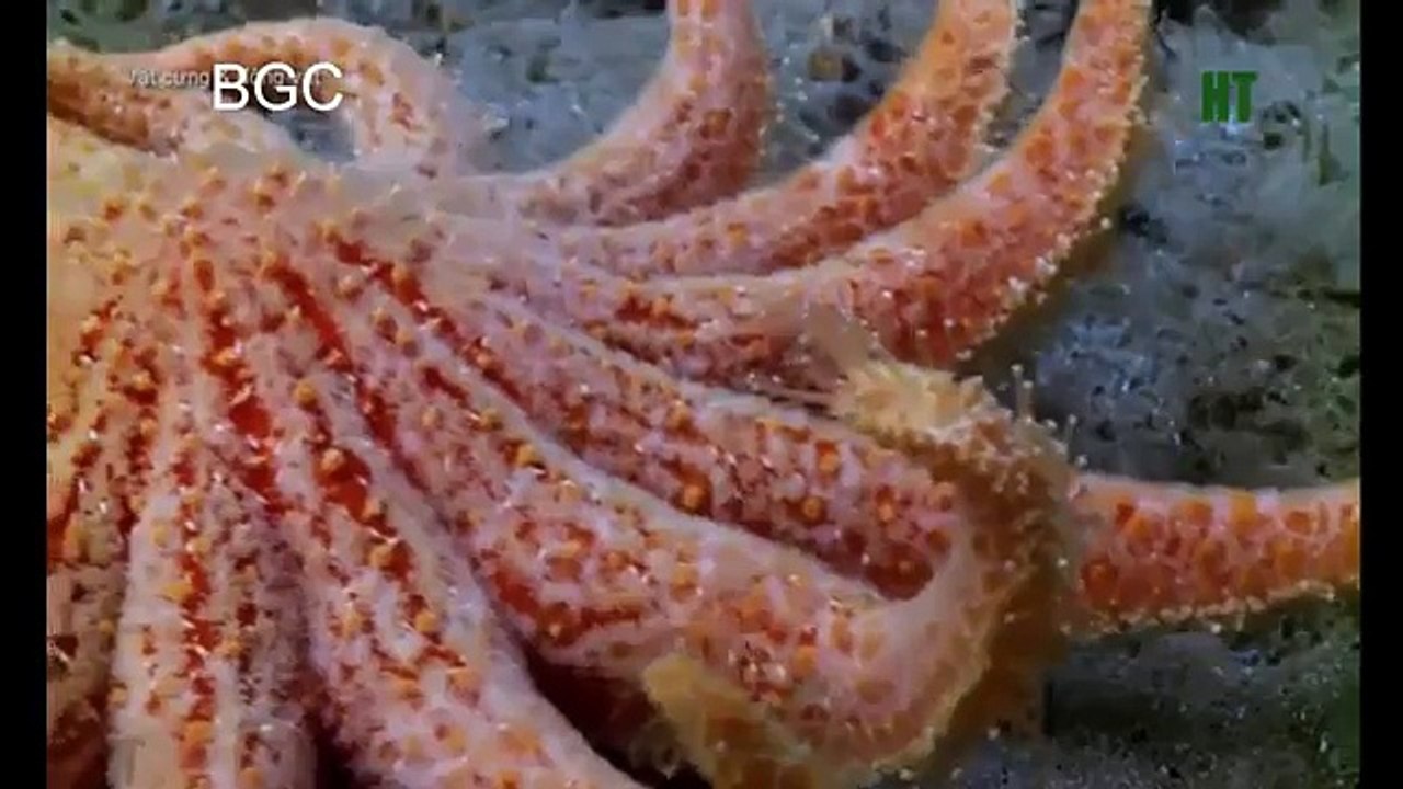 Mùa Sinh Sản Của Bạch Tuộc Khổng Lồ(Reproductive season Giant Octopus)