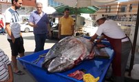 Saros Körfezi'nde Dev Granyöz Balıkçı Ağlarına Takıldı