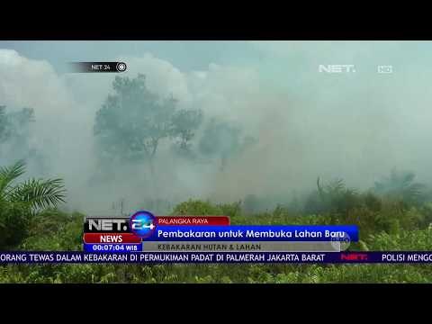 Kebakaran Hutan dan Lahan di Jambi Serta Palangka Raya - NET24