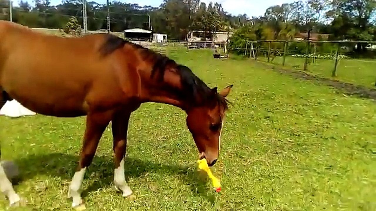 Oyuncağın Hastası Olan At