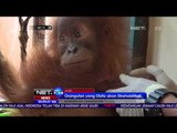 Orangutan Sumatera Tersisa 7500 Ekor - NET24