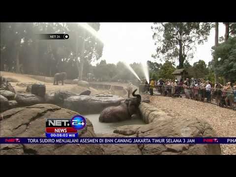 Gajah Disemprotkan Air Agar Tidak Kepanasan - NET24