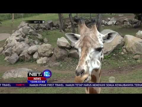Penghuni Baru Taman Safari Prigen - NET12