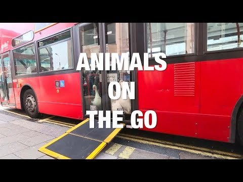Animals on the Go