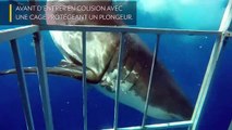 [Insolite] Un requin blanc rentre en collision avec une cage comportant un plongeur