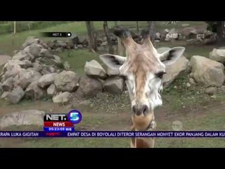 Bayi Jerapah Harus Dikarantina Hingga Usia Tiga Bulan - NET5